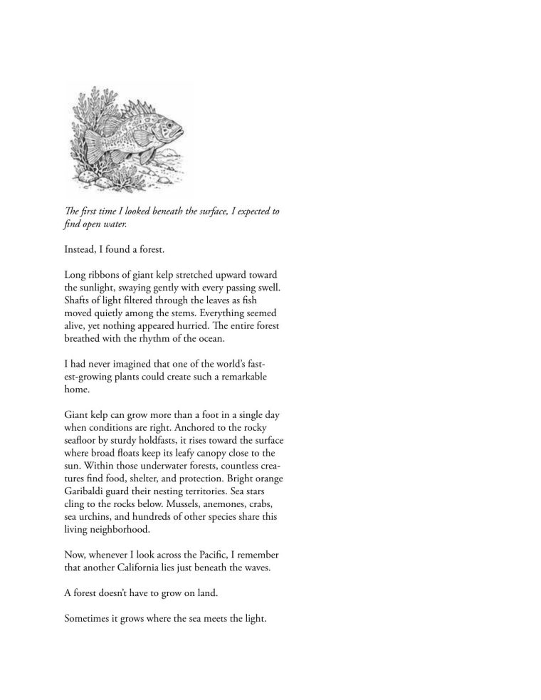 WILD CALIFORNIA: Coast sample page