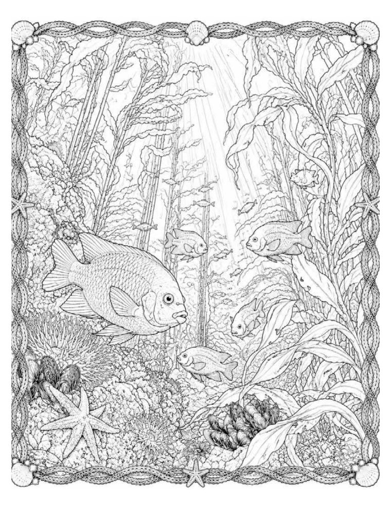 WILD CALIFORNIA: Coast sample page